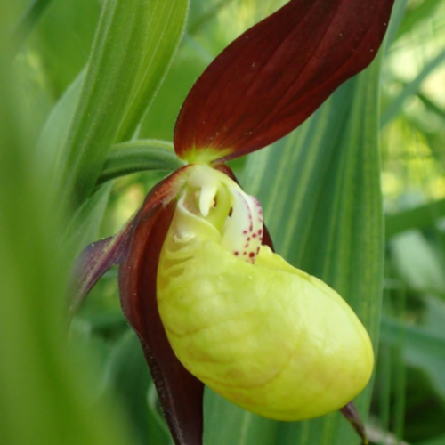 Cypripedium calceolus, o orhidee rară și spectaculoasă din Parcul Național Ceahlău