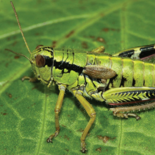 Nevertebrate: Pseudopodisma transilvanica (lacusta de munte)