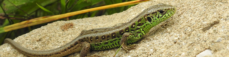 PNC-parallax-reptile-2